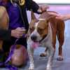 Bellatrix is looking for a forever home through Gulf Coast Humane Society