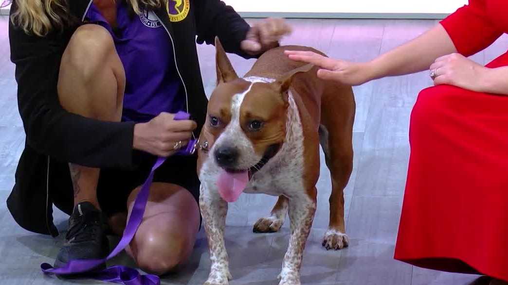 Bellatrix is looking for a forever home through Gulf Coast Humane Society