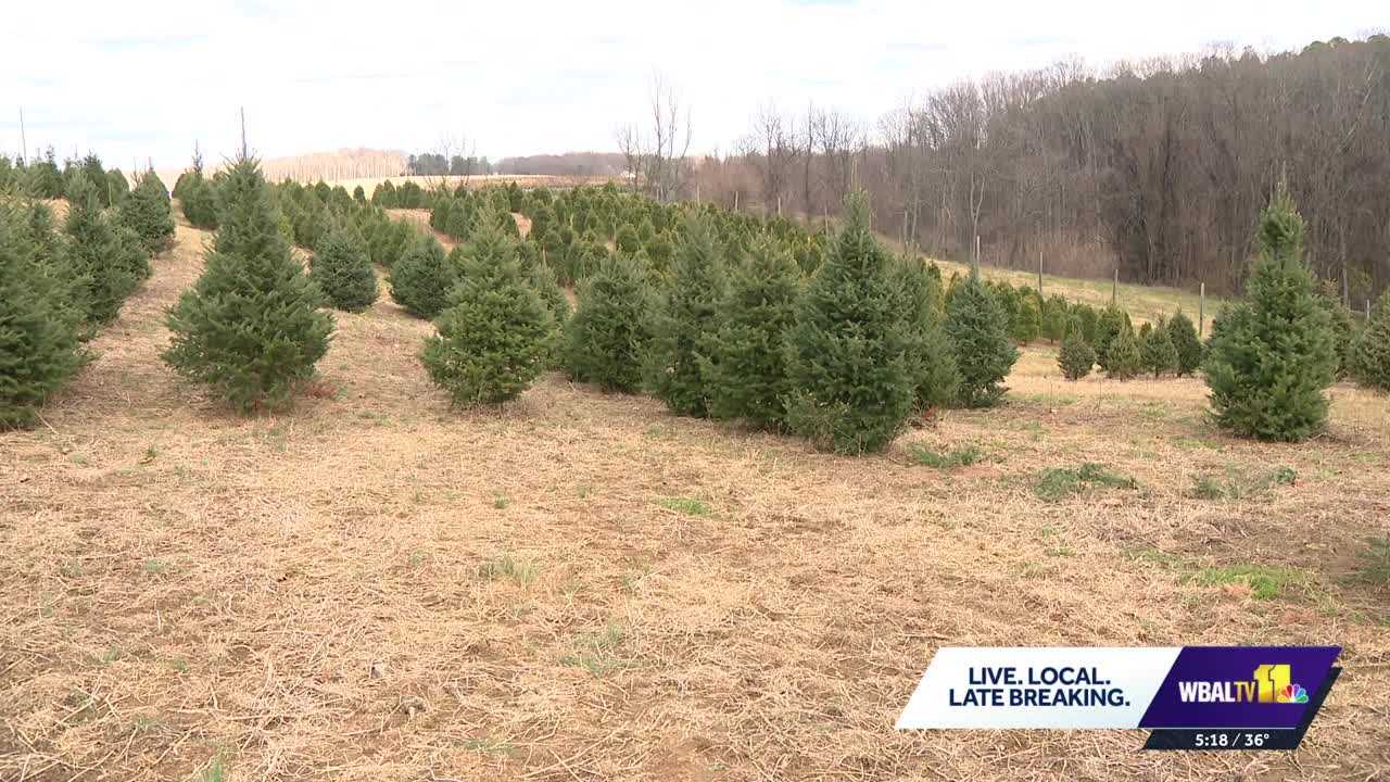 wbaltv.com - Tori Yorgey - Black Friday marks busiest day for Christmas tree farms