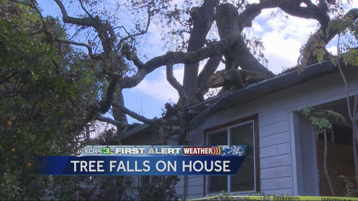 Timber! Falling trees worry Stockton residents
