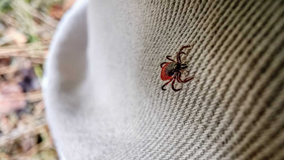 Doctor on new strain of bacteria discovered in rabbit ticks