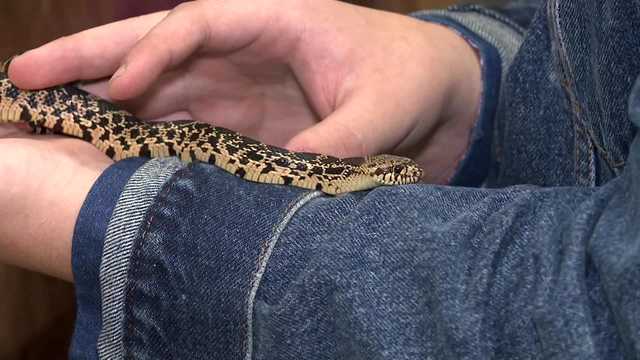 Arkansas teacher, students reproduce endangered snake species in class