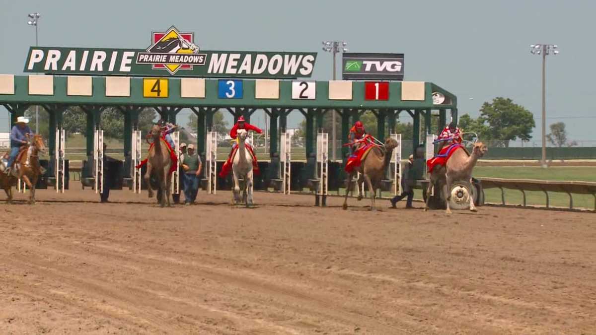 Exotic animal race part of Iowa family event