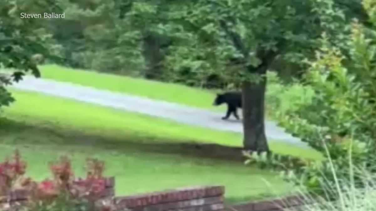 Park Ranger Confronts Grizzlies Threatening Students Glacier, Yellowstone