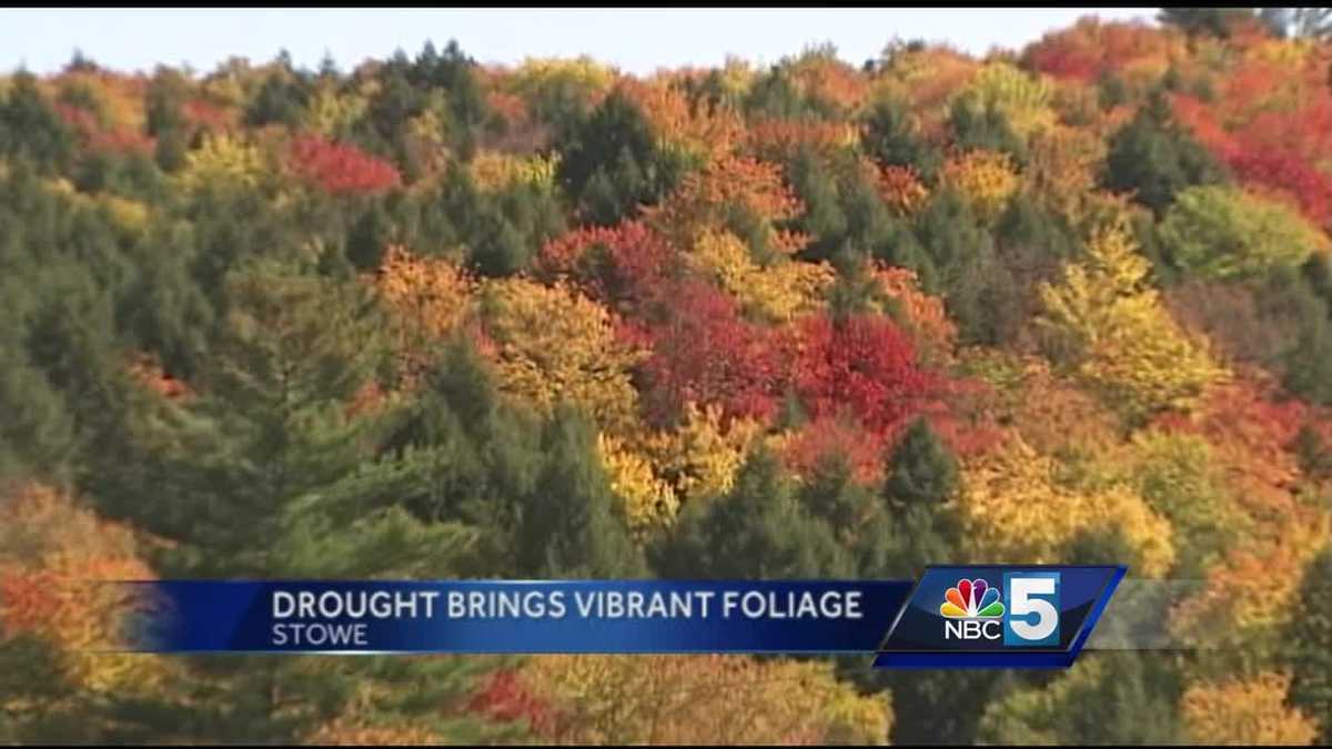 Summer drought creates vibrant fall foliage