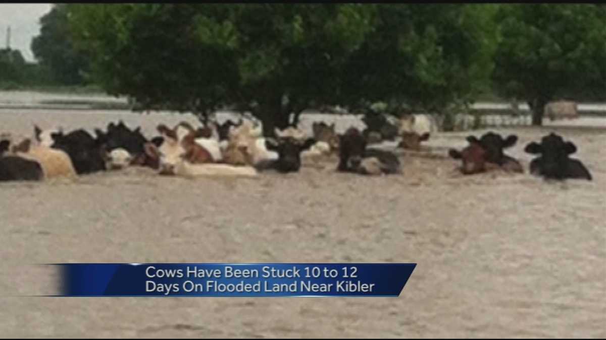 Hundreds of cows trapped after farm floods