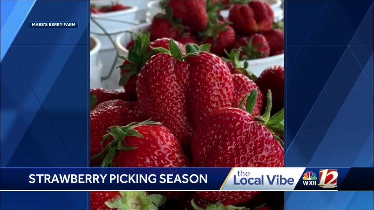 Strawberry season tips with Mabe's Berry Farm