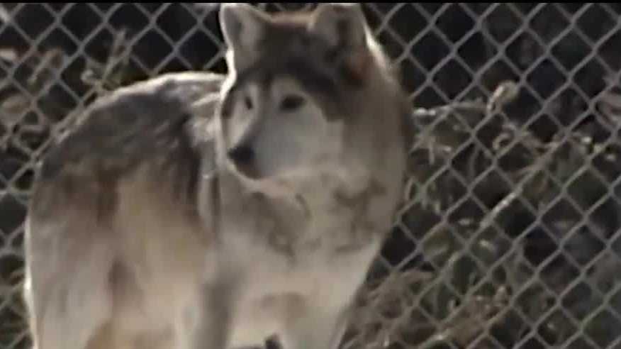 Officials propose plan to release Mexican wolves into the southwest