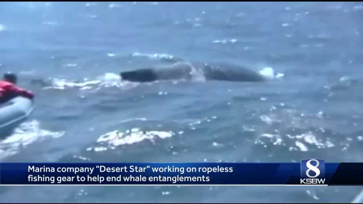 Marina company working to stop whale entanglement