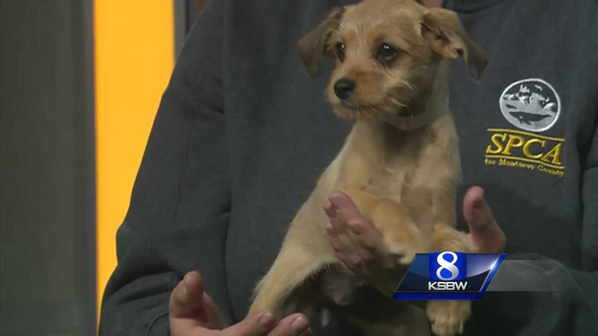 Pet of the Week: Charlie the Puppy 9.1.17