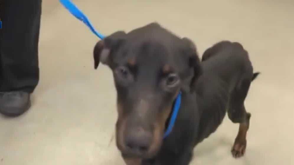 'Literally skin and bones': ARL takes in severely emaciated dog