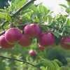Orchards in Rutland County are open for apple picking