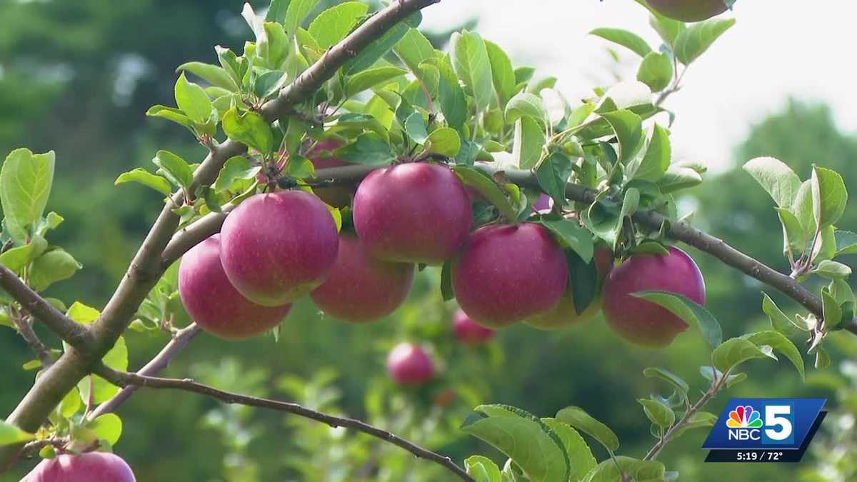 Orchards in Rutland County are open for apple picking