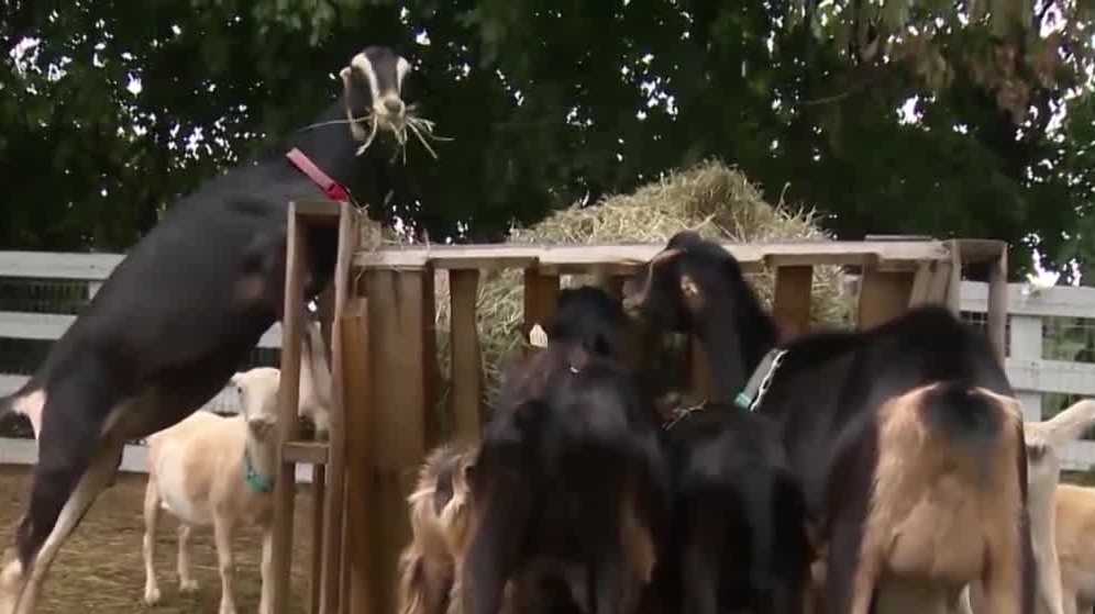 Dozens of goats rescued in MA still looking for homes