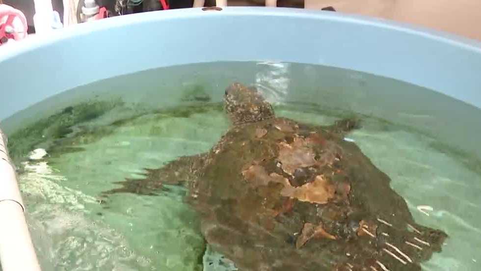 Surge in stranded sea turtles along Volusia County coast