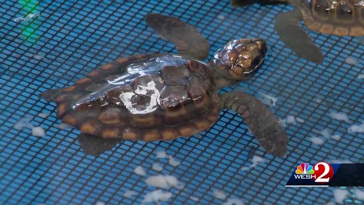 Hundreds of baby sea turtles rescued after being washed back to shore