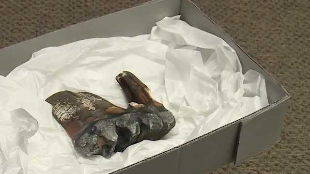Ice Age-era fossil found at California beach given to museum - Vimarsana News