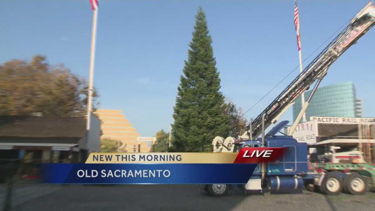 Old Sacramento Christmas tree arrives