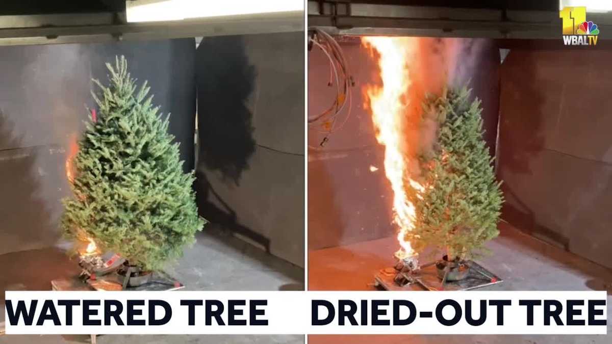 Experts: Fire quickly burns on dried-out Christmas trees