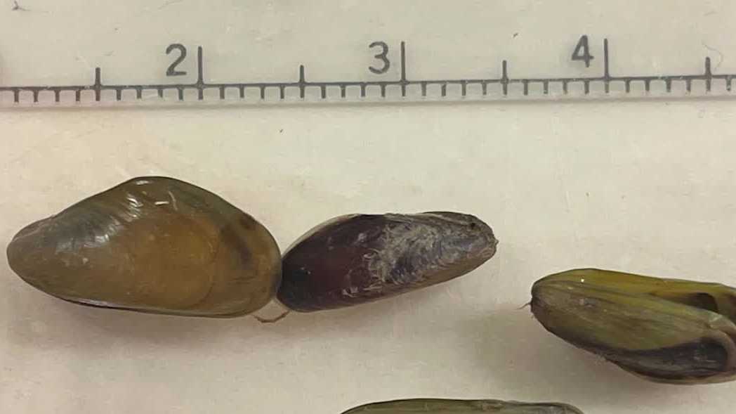 Sacramento County declares emergency over invasive golden mussels