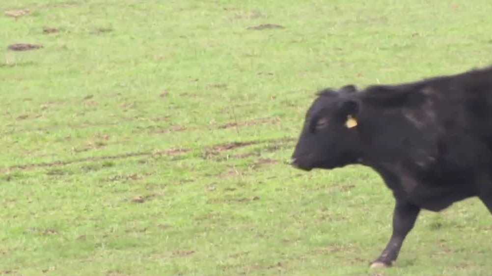 Kentucky family rejects $26 million bid to sell farm land for data center