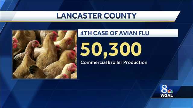Avian flu found at fourth Lancaster County facility - Vimarsana News