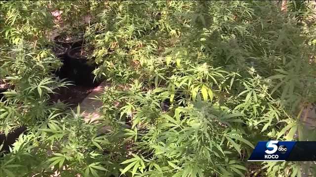 Oklahoma advocates hope for pardons for simple marijuana offenses - Vimarsana News