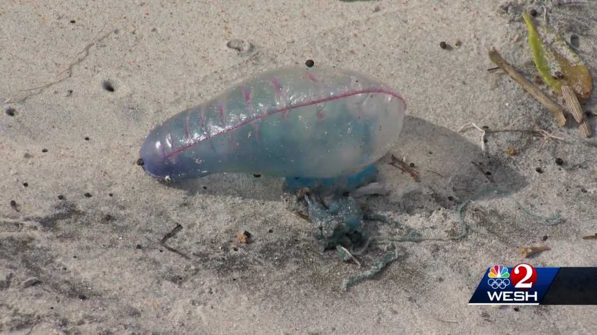 Jellyfish washing up on Volusia County beaches