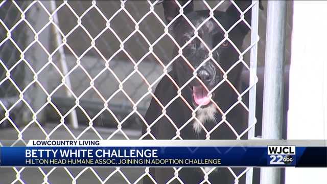 Hilton Head Humane encourages you to adopt a pet in memory of Betty White before her 100th birthday - Vimarsana News