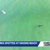 Sharks seen near surfers in latest Higgins Beach sighting