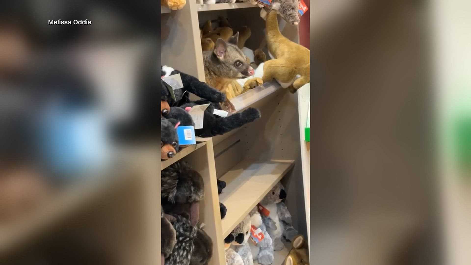 Viral video shows a brushtail possum blending in with stuffed animals in an airport gift shop