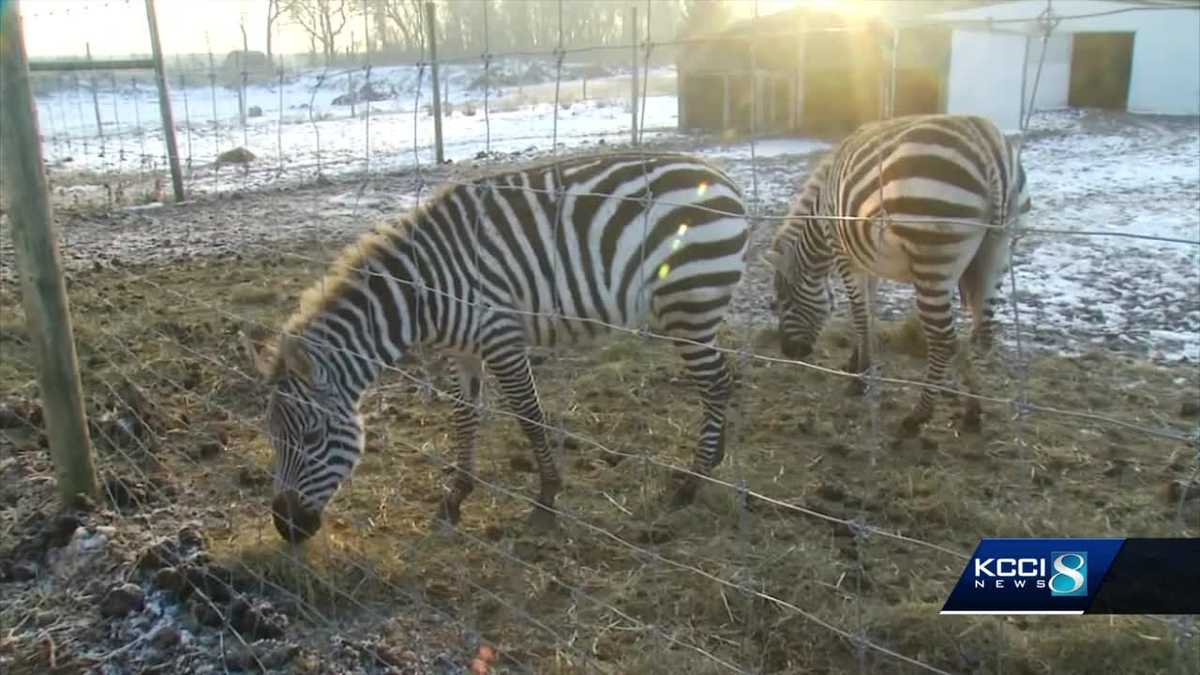 Someone is shooting Iowa zebras, horses