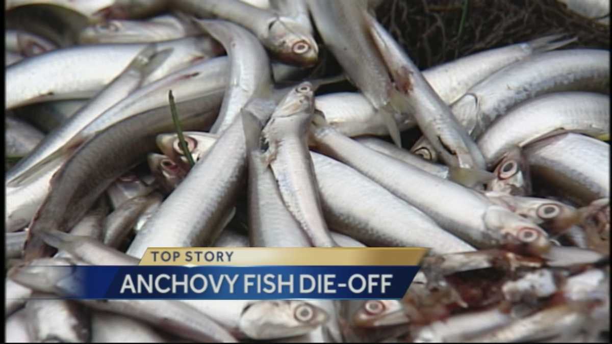 Millions of anchovies die at Santa Cruz yacht harbor