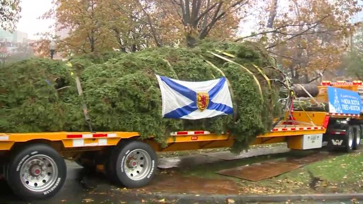 Boston's official Christmas tree arrives in city