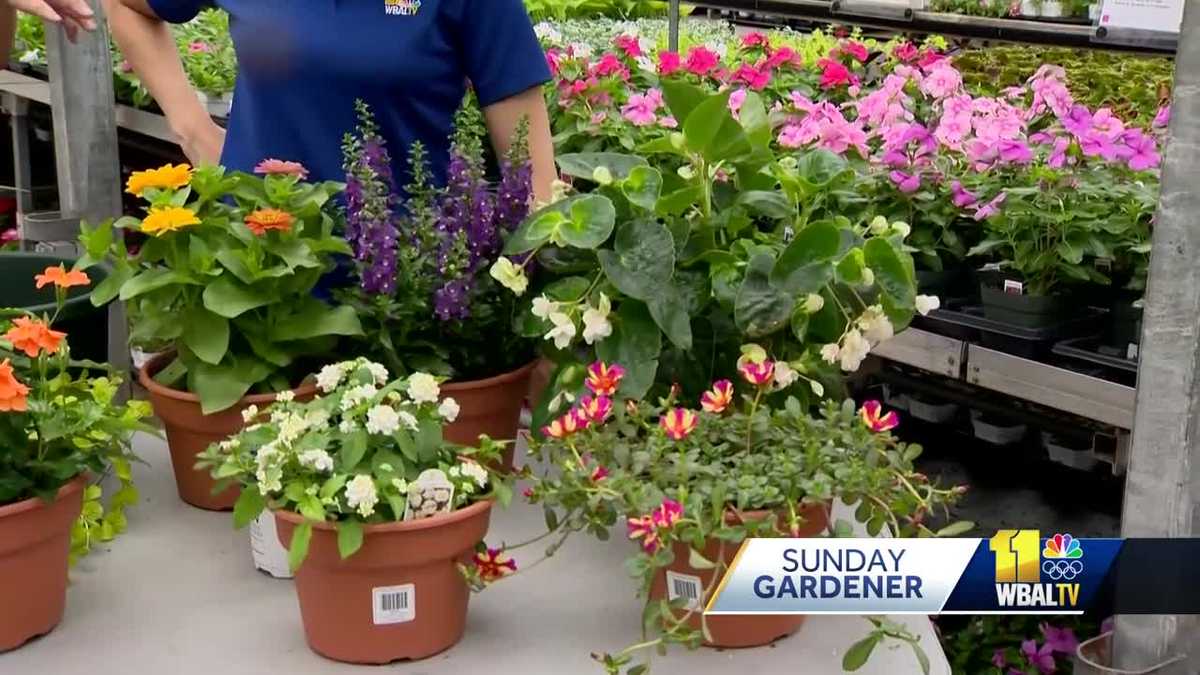 Sunday Gardener: Arranging humidity-loving flowers