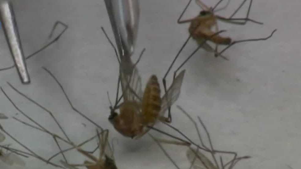 Nebraska West Nile virus positive-mosquito pools on rise