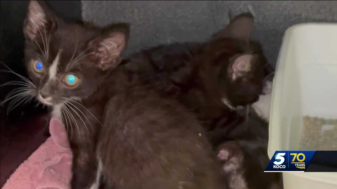 Logan County deputies find dozens more abandoned animals - Vimarsana News