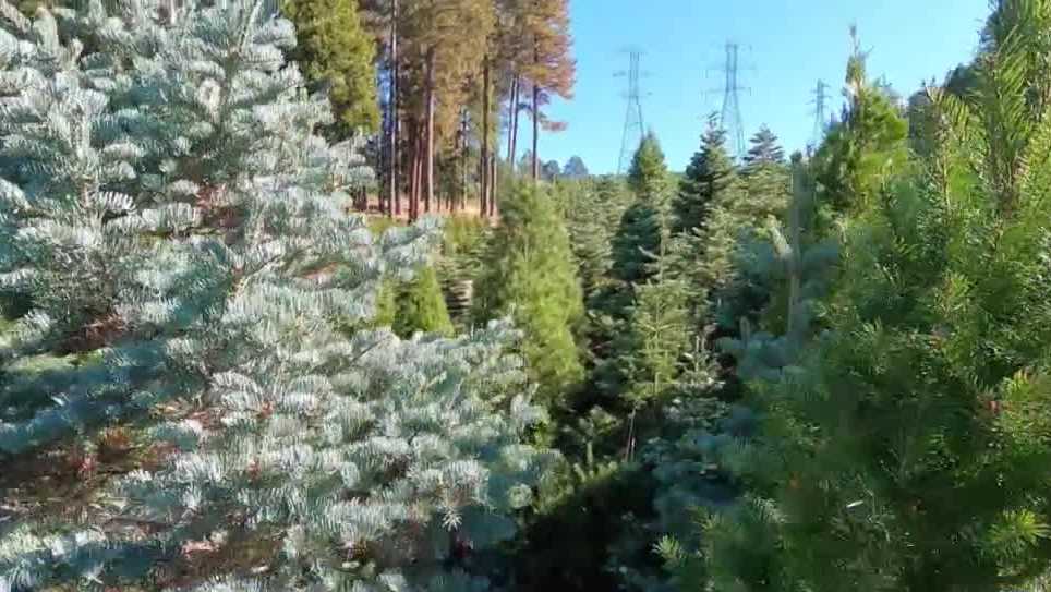 How the artificial Christmas tree supply reduction could affect NorCal