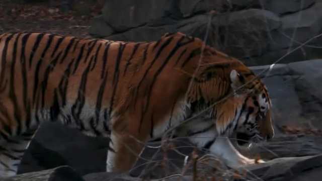 See the new animals that will be featured at Blank Park Zoo - Vimarsana News