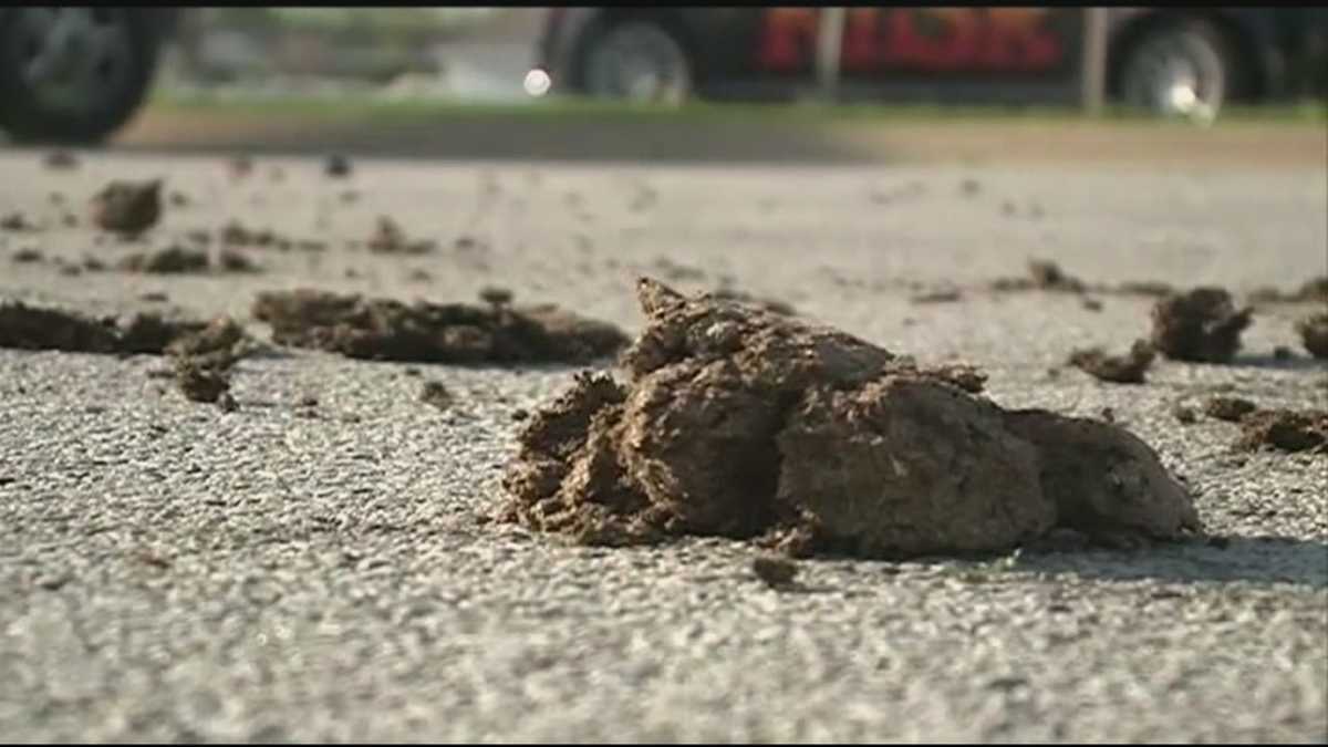Cow Chip Throwing Contest
