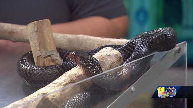 Visit from slithery friend from the Maryland Zoo - Vimarsana News