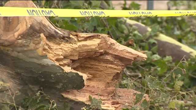 Pittsburgh neighborhoods left cleaning up after Thursday's storm - Vimarsana News