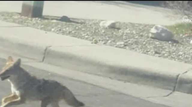 Pet owners worry about coyote attacks - Vimarsana News
