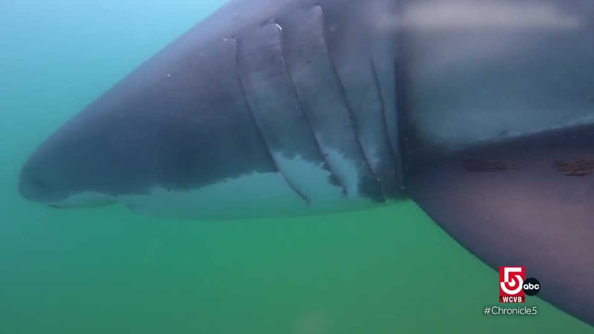Tagging great white sharks off the Cape Cod coast