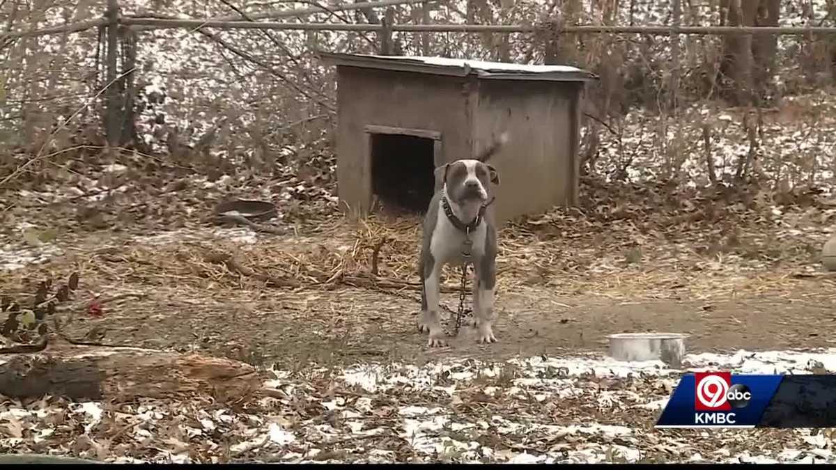 Pet owners urged to bring animals inside in cold weather