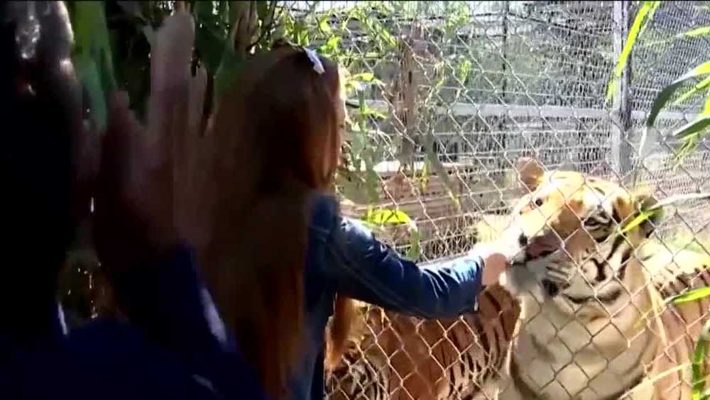 Oklahoma judge orders 'Tiger King' zoo to turn over big cats