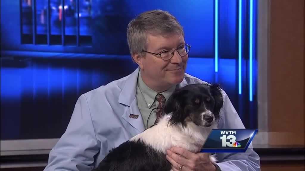 The Pet Vet Heat Stroke