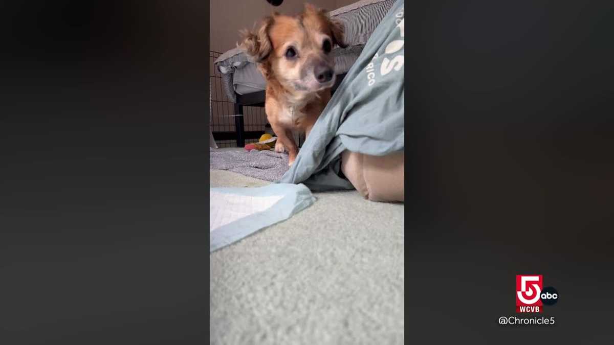Tiki the rescue dog inspires support for other animals