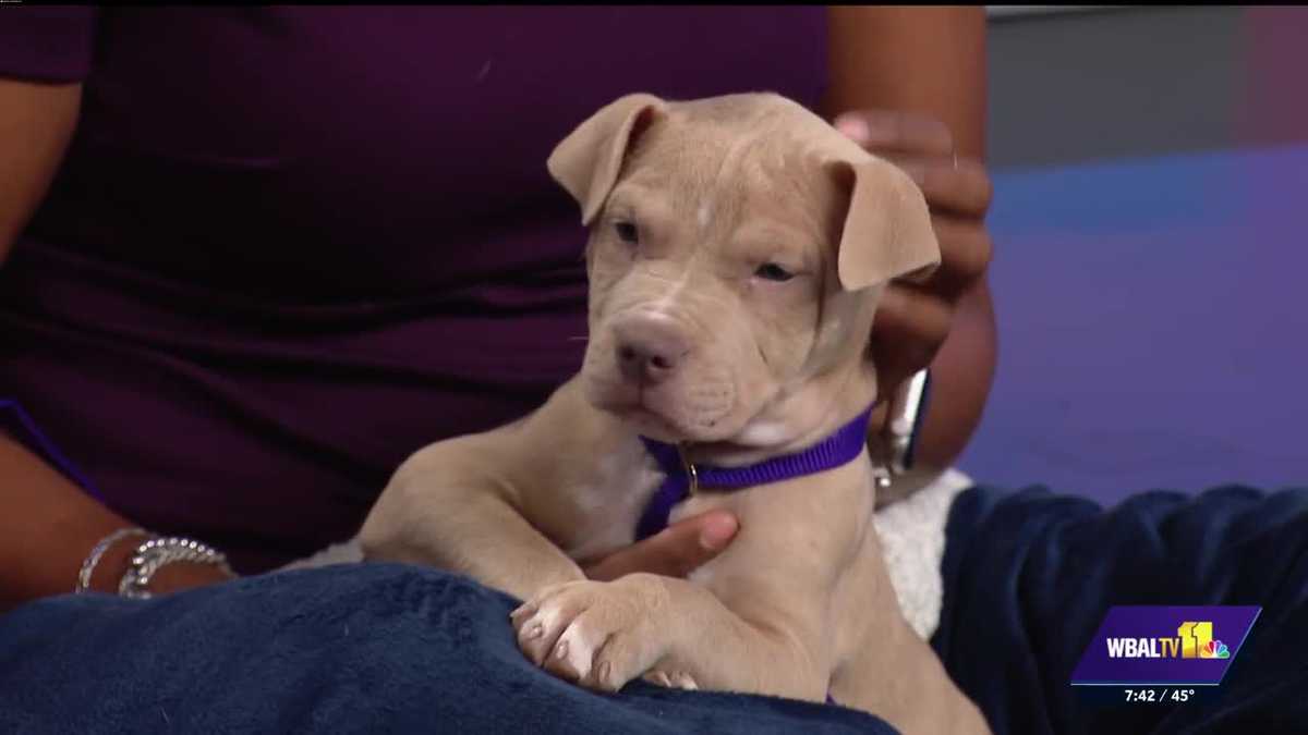 Meet Smishing the puppy, ready for adoption at MDSPCA