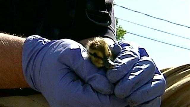 Crews rescue ducklings trapped in storm drain